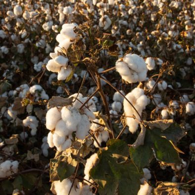 cotton bolls