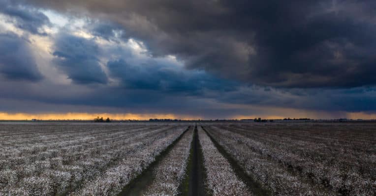 Almond fields