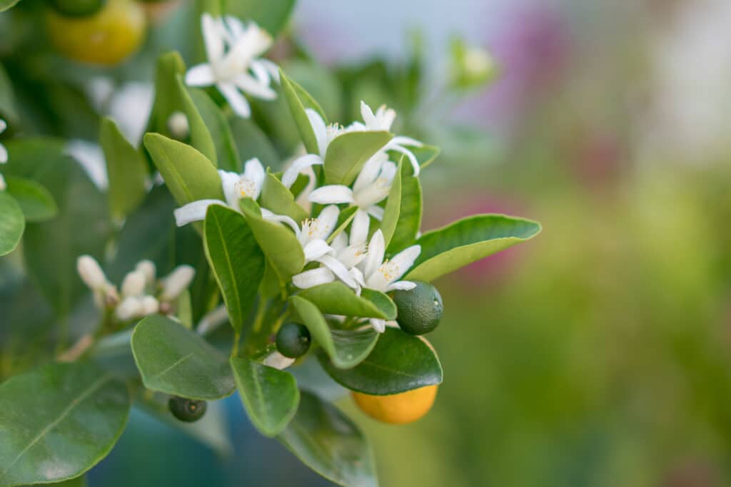 Organic orange trees