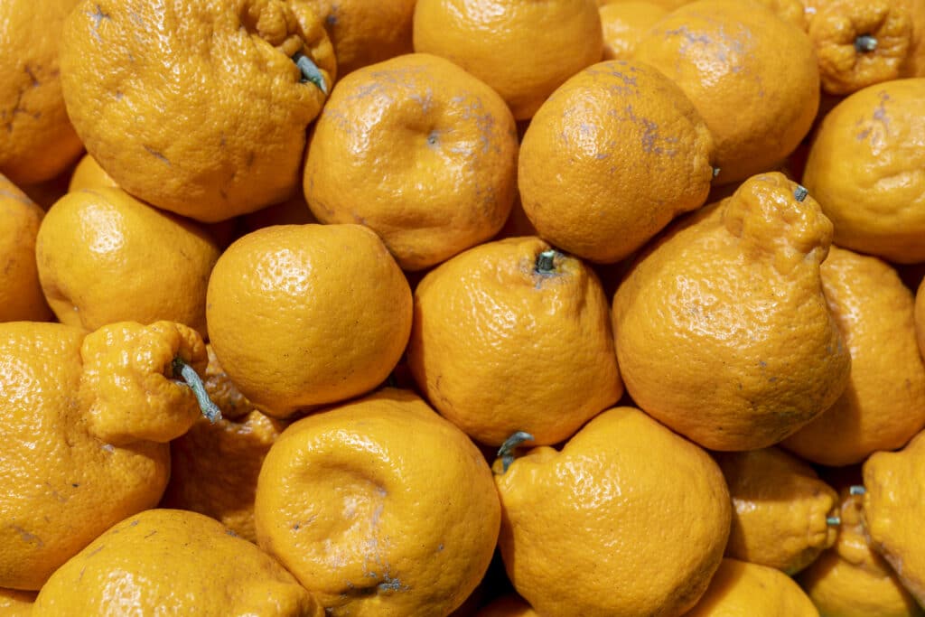 Ugly oranges food background