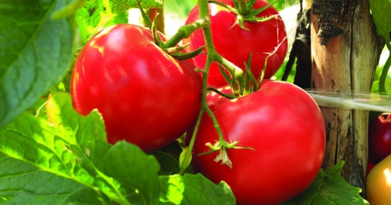 optimizing commercial tomato fertilizers