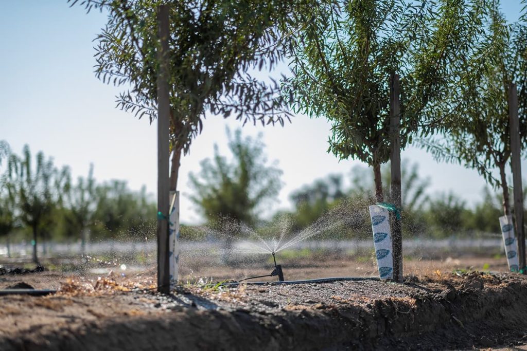 irrigation system watering trees